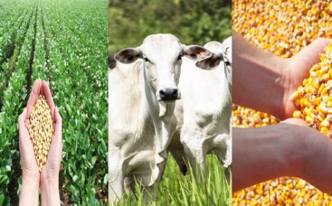 MT:  DEVASTAÇÃO & NEGÓCIOS:   Área reservada à agropecuária cresceu 50% em 37 anos; MT é destaque