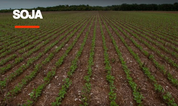 Mato Grosso: chuva irregular atrasa o plantio da soja e ameaça a segunda safra de milho
