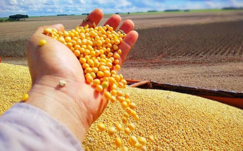 MT:  PERÍODO 2029/2030:   Safra de MT deve crescer 45% em 7 anos; ferrovias são apostas