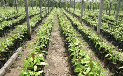 MT:  FINANCIADA PELA FAPEMAT:   Pesquisa procura popularizar o uso do pó de rocha na produção agrícola e em pastagens