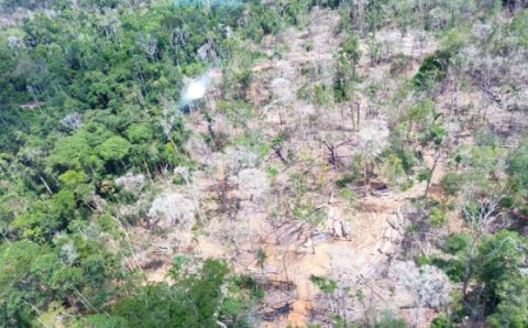 MT:  MULTA DE R$ 800 MIL:   Tribunal manda fazendeiro reflorestar área desmatada em MT