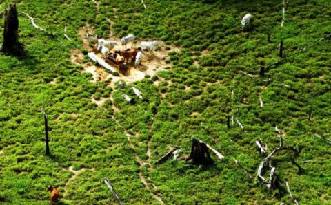 MT:  VEGETAÇÃO NATIVA:   Mato Grosso tem 15,5 milhões de hectares transformados em pasto