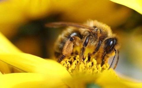 Polinizadoras ‘profissionais’: entenda por que as abelhas impactam na produção agrícola e a importância de preservá-las