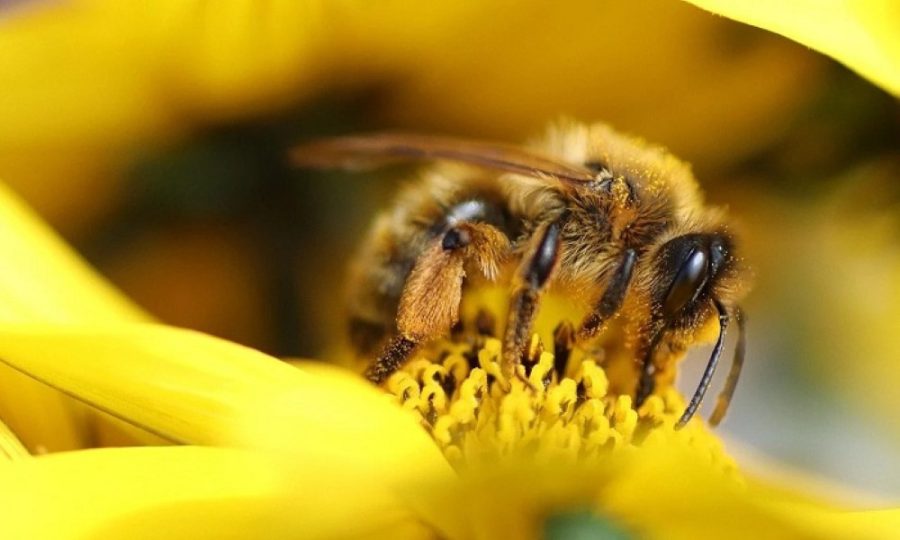 Polinizadoras ‘profissionais’: entenda por que as abelhas impactam na produção agrícola e a importância de preservá-las
