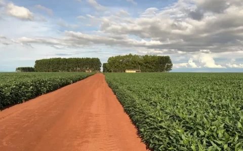 MT:  ‘Redução de área de soja em MT seria muito bem-vinda’, diz Galvan
