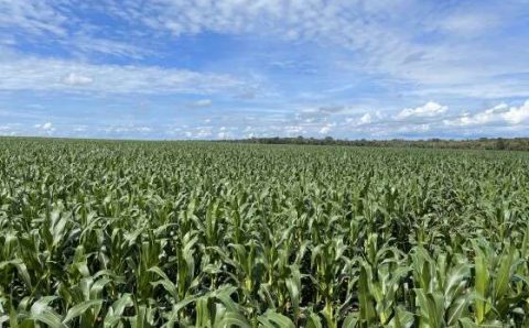 MT:  PLANTIO:   Produtor de milho deve ponderar mercado e clima para a safra 2023/24