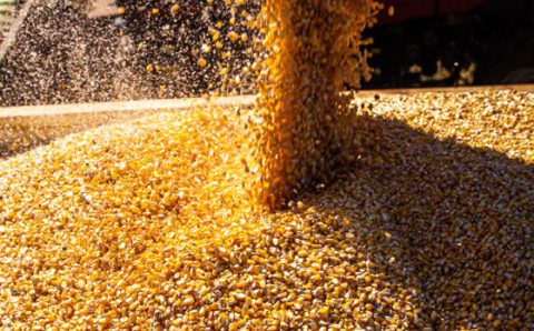 SAFRA 2023/2024:   Com queda na produtividade média, safra de grãos será menor