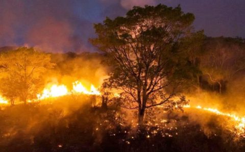 MT:  REFÚGIO DE ONÇAS-PINTADAS:   Fogo destrói 15 mil hectares dentro e fora de parque no Pantanal