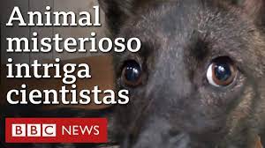 O misterioso animal híbrido de ‘raposa’ e cão encontrado em estrada do RS