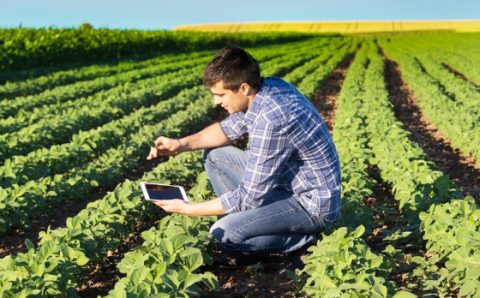 ALÉM DAS REDES SOCIAIS:   Agro deve expandir presença digital como estratégia de venda