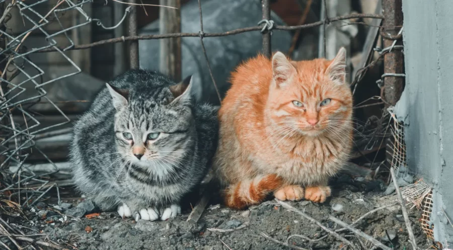 Mil gatos são resgatados na China antes de serem abatidos e vendidos como carne de porco e carneiro