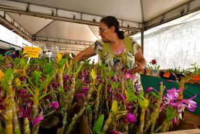 3ª edição do Festival de Rosas do Deserto e Orquídeas apresenta mais de 15 mil exemplares de plantas no Shopping Orla