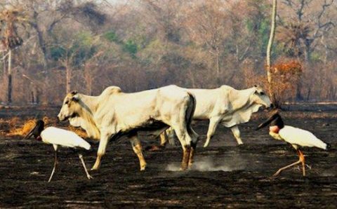 MT:  DEVASTAÇÃO NO BIOMA:   MPE apura causas da tragédia ambiental no Pantanal de Mato Grosso