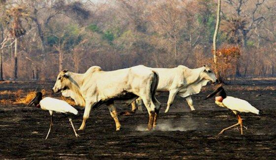 MT:  DEVASTAÇÃO NO BIOMA:   MPE apura causas da tragédia ambiental no Pantanal de Mato Grosso