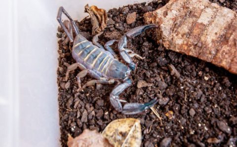 MT:  ANIMAIS PEÇONHENTOS:   Saúde alerta para acidentes com escorpiões no período chuvoso