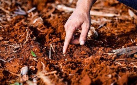 MT:  SEM CHUVAS E ATRASO NO CAMPO:   MT pode encerrar ciclo com perdas de 7 milhões de toneladas de grãos