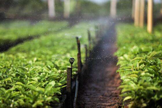 MT:  MAIOR PRODUTOR DE MT:   Parceria do Governo com prefeitura fomenta produção de café por agricultores familiares de Colniza