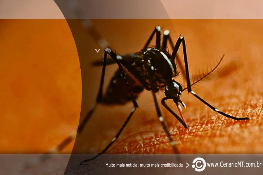 ONTEM:  Domingo foi o Dia Nacional de Combate ao Aedes Aegypti