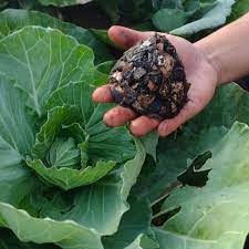 Estudantes de escola técnica estadual produzem bioinseticida para controle de pragas em lavouras