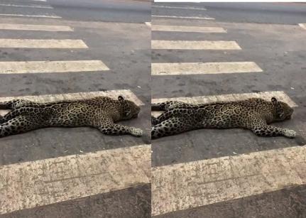 SÍMBOLO DO PANTANAL: Onça-pintada é atropelada por caminhão na BR-070