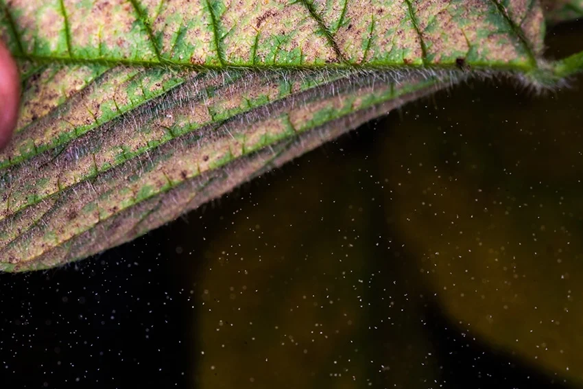 Casos de ferrugem na soja foram registrados em 3 Estados