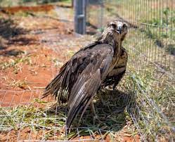 Ameaçada de extinção, águia-cinzenta é resgatada e levada ao Santuário dos Elefantes