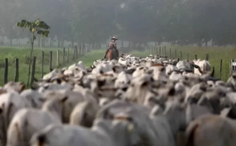 MT:  JBS reabre fábrica de bovinos em MT, que será a maior da América Latina