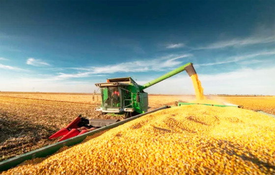 MT:   SAFRA 2022/23:   Safra histórica de milho se contrapõe às estimativas de quebra