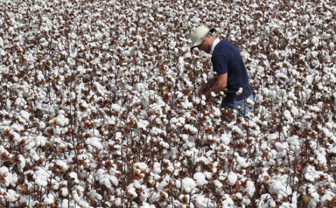 MT.   SAFRA 2023/24.    MT dá início ao plantio de algodão e ritmo supera o do ano passado