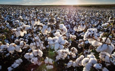 MT:  Mato Grosso já colhe soja em meio a desafios climáticos, plantio de algodão avança