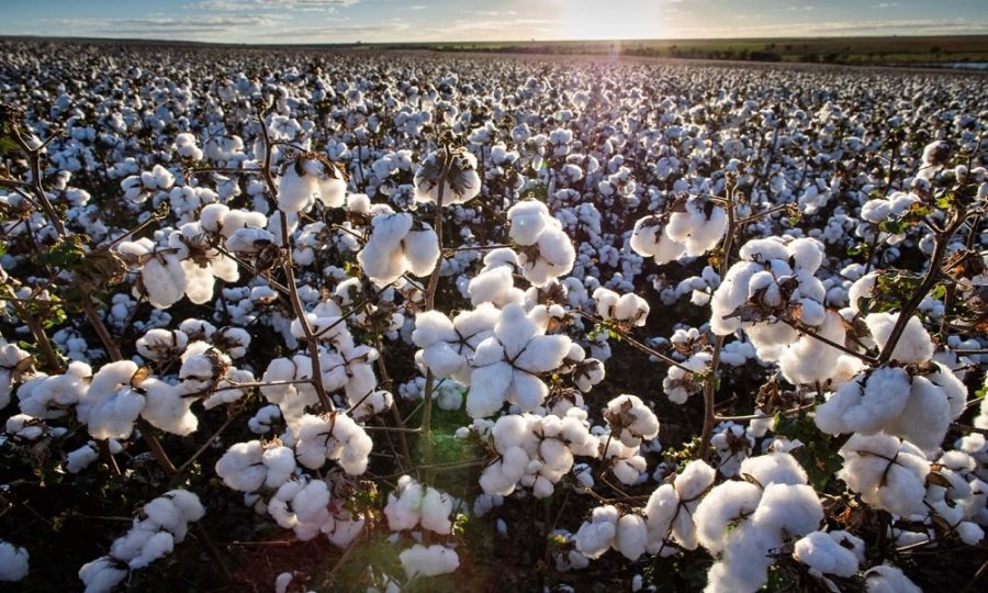 MT:  Mato Grosso já colhe soja em meio a desafios climáticos, plantio de algodão avança