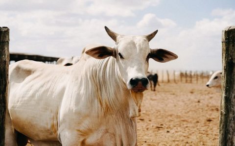Volume exportado de carne bovina atinge 166,1 mil toneladas até a quarta semana de dezembro/23