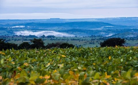 MT:  Safra de soja em MT deve ter quebra de 20%, diz pesquisa feita pela Aprosoja-MT