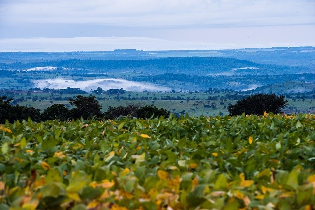 MT:  Safra de soja em MT deve ter quebra de 20%, diz pesquisa feita pela Aprosoja-MT
