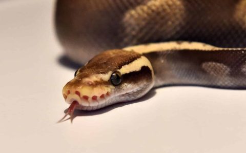 MT:   Mato Grosso tem a maior taxa de acidentes por serpentes do Centro-Oeste