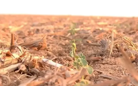 MT:   Falta de chuva: 18 municípios em Mato Grosso decretam situação de emergência