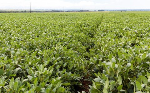 MT:   EFEITO ESTIAGEM:    Aprosoja confirma queda de rendimento e estima retração de 20% na safra