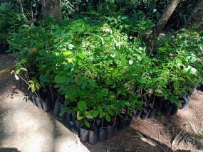 MT:  Secretaria recebe 800 mudas do IFMT em reconhecimento ao trabalho pela educação ambiental