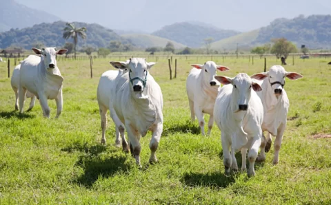 MT.   Mato Grosso negocia 50 mil toneladas de carne bovina em novembro