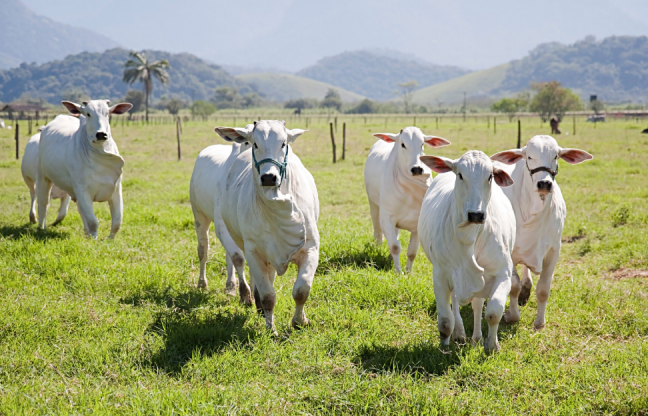 MT.   Mato Grosso negocia 50 mil toneladas de carne bovina em novembro