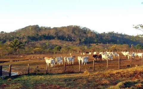 Pecuária é principal vetor de derrubada de vegetação na América do Sul