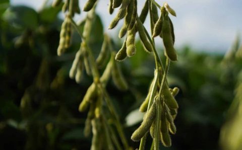 Sefaz reduz tempo para liberação de inscrição estadual de micro e produtores rurais