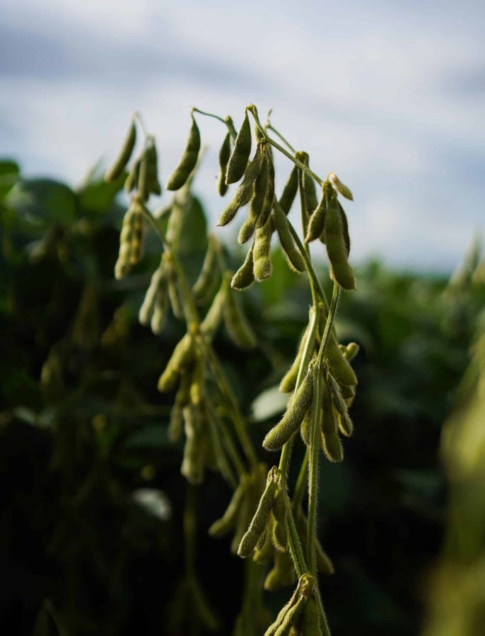 Sefaz reduz tempo para liberação de inscrição estadual de micro e produtores rurais