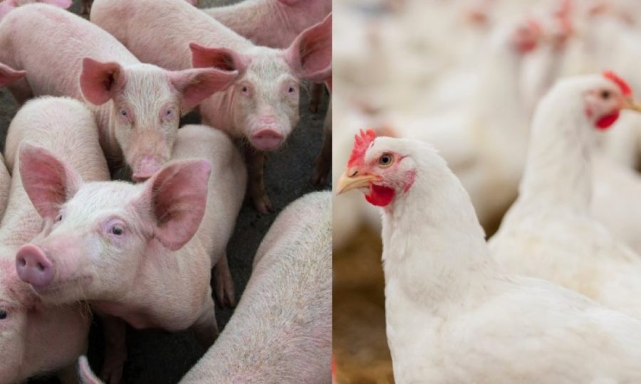2023 foi ano próspero para exportações de carne de frango e suína brasileiras, com 11 novos mercados abertos
