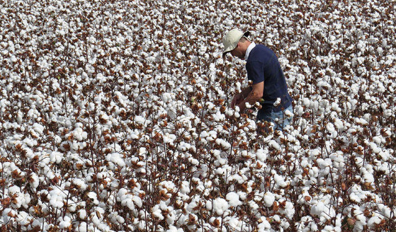AGRO:   Atraso na semeadura da soja abre oportunidade para algodão