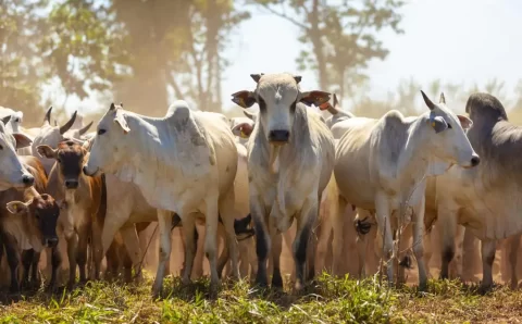 Você sabe o quanto a pecuária brasileira evoluiu nos últimos 50 anos?