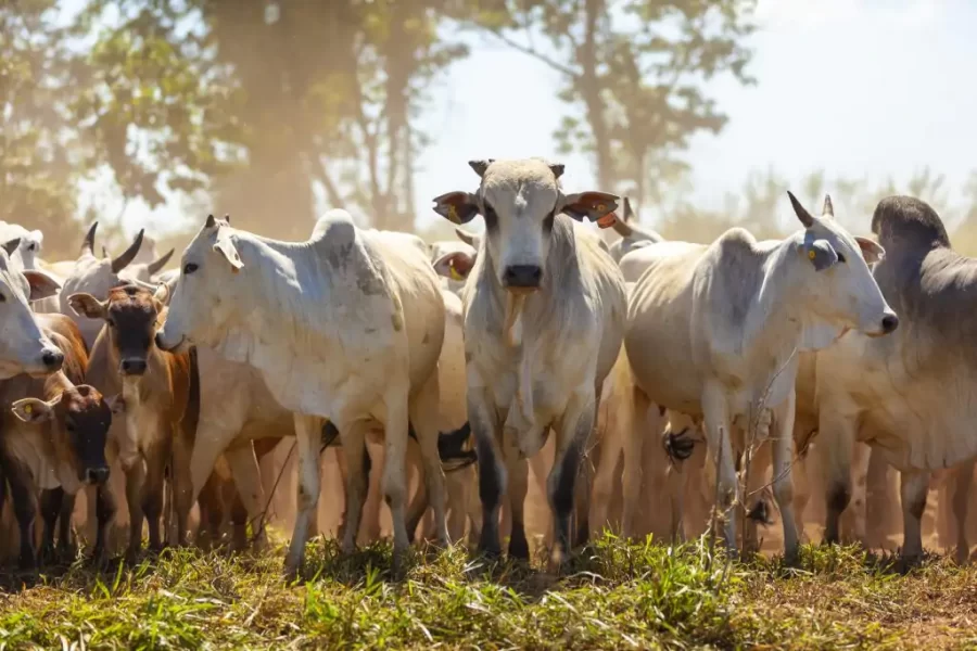 Você sabe o quanto a pecuária brasileira evoluiu nos últimos 50 anos?