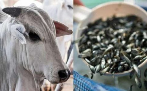 ABERTURA DE MERCADOS:   Brasil já pode exportar bovinos vivos ao Paquistão e alevinos de tilápia às Filipinas