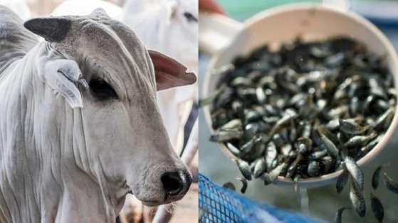 ABERTURA DE MERCADOS:   Brasil já pode exportar bovinos vivos ao Paquistão e alevinos de tilápia às Filipinas