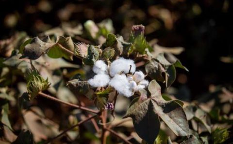 PRODUÇÃO:   Dados seguros impactam na rastreabilidade do algodão